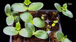 Watch a Loofah Seed Grow into a Seedling  Time Lapse Video [upl. by Harutak]