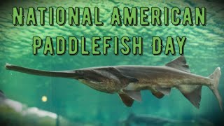 National American Paddlefish Day March 9 Activities and How to Celebrate American Paddlefish Day [upl. by Adalbert]