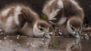 Noorderplantsoen  Trailer Natuurfilm [upl. by Tillio]