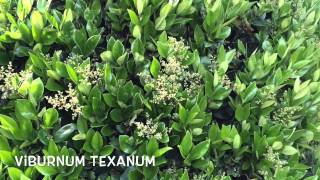 Ligustrum texanum Garden Center online Costa Brava  Girona [upl. by Swirsky]