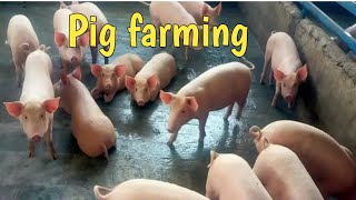 piggery farm Pig farming [upl. by Puto679]