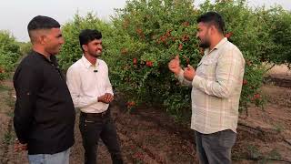 Complete Information on How to do Pomegranate Farming Pt4 farming pomegranate flowering setting [upl. by Berkman]