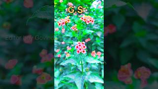 GS love 💕😘 naam SG  love 😍 music hindisong bollywoodsongs song viralvideo popularsong [upl. by Kiryt]