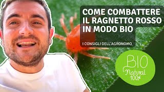 COME COMBATTERE IL RAGNETTO ROSSO IN MODO BIO [upl. by Runkel589]