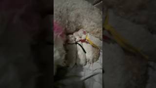 Maltipoo gives birth to 7 puppies 3girls 4boys [upl. by Nosylla639]