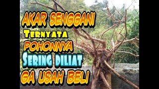 CARA GRATIS MENGHIAS AQUARIUM PAKAI AKAR SENGGANI [upl. by Haydon842]