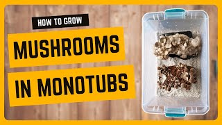 How to Grow Mushrooms in a Monotub [upl. by Sewole742]