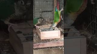 How to make a wooden bird feederwast wood reuse ideafood wastage Zero birdfeeder birds shorts [upl. by Reace610]