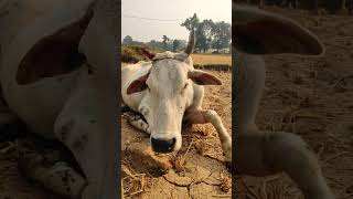 Insaan kitna gir gaya hai cow hareram harekrishna ram [upl. by Ydennek]