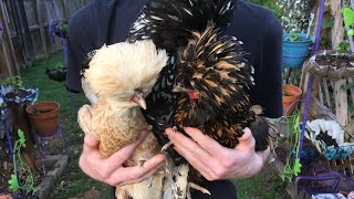 Eprinex to Treat MitesLice in Backyard Chickens Part 2 [upl. by Bettine]