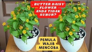 TIPS CARA MERAWAT TANAMAN MATAHARI MINI ATAU KOLGET SUPAYA SUBUR DAN RIMBUN [upl. by Drofdarb]