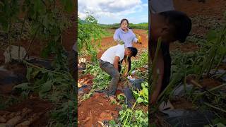 Sweet Potatoes 🍠🍠 Harvesting from Farm With Rural Farmer Activites 👍 shorts youtubeshorts [upl. by Mcafee421]