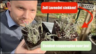 Hoe je Lavendel kunt stekken Succesvol Lavendel vermeerderen in 11 stappen  De Moesketier [upl. by Htirehc99]