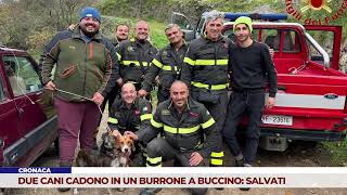 CRONACA DUE CANI CADONO IN UN BURRONE A BUCCINO SALVATI [upl. by Enoed]