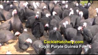 Royal Purple Guinea Fowl Breeder Flock  Cackle Hatchery [upl. by Ashwin386]