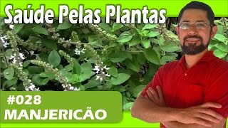 Saúde Pelas Plantas  Manjericão gripes resfriado apetite digestão gases [upl. by Bysshe]