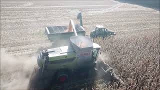 MYERS FARMS SHELLING CORN OCT 17TH 2024 BROWNSVILLE INDIANA CLAAS LEXION 8700 COMBINE [upl. by Hgieleak]