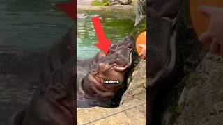 These Hippos Are AMAZING 😳 [upl. by Erving]