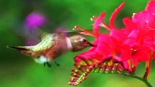 Rufous Humming Birds [upl. by Selemas846]