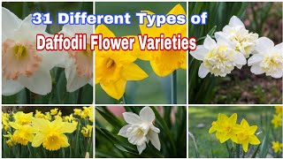 31 Daffodils flower Varieties to brighten up your Garden [upl. by Ellissa]