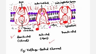 quotVOLTAGEGATED ION CHANNELSquot [upl. by Etam456]