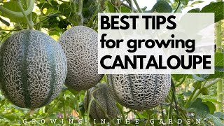 BEST TIPS for growing CANTALOUPE Grow SWEET FLAVORFUL cantaloupe with these tips [upl. by Prince]