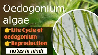 Oedogonium  Life cycle of oedogonium botany algae [upl. by Aenit]