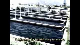 002 INTENSIVE TILAPIA FARMING  Coachella Valley Cal USA [upl. by Eetsirk]