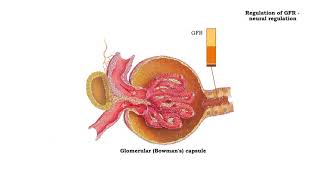 Regulation of GFR autoregulation via tubuloglomerular feedback neural amp hormonal regulation [upl. by Lody]