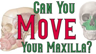 Can You Move Your Maxilla [upl. by Eirol202]