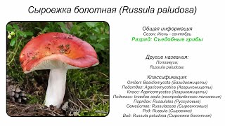 Сыроежка болотная Russula paludosa [upl. by Gambrill740]