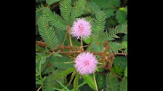 TOUCH ME NOT PLANTsensitive Plant Mimosa Pudicaleaves in actionHealth Benefits लाजाळूचे झाड [upl. by Onailil]