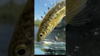 More Ohio Oddball Fish [upl. by Lebama]