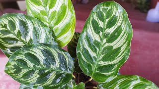 Calathea Plant Care Calathea Makoyana Hard to care plant best ornamental plant [upl. by Fortune460]