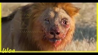 lion kills hyena queen lion kills hyena pack Part 01 [upl. by Conger463]