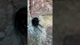 Day 6 30DaysWild 2024 a very short clip of a Segestria florentina spider [upl. by Jacobo737]