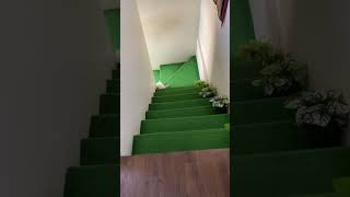 Funny cat video foryou foryoupage trend viralvideo fyp cat video cute cutecats funny [upl. by Wenn]