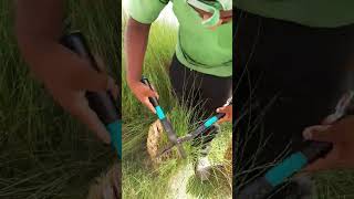 Pennisetum Grass Cutting viralvideo youtubeshorts shorts foryou shortvideo youtube subscribe [upl. by Hedvige423]