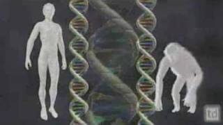 Ken Miller Human Chromosome 2 Genome [upl. by Goggin423]