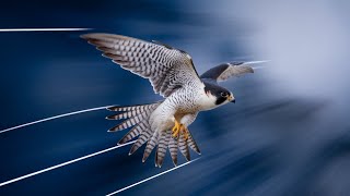 The Secret of the Peregrine Falcons Dive [upl. by Assena122]