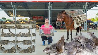 Catch Many Field Mice With Nets Goes To Market Sell  Use Horse To Carry Field Mice [upl. by Killarney182]