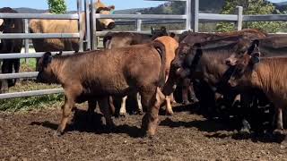 26 Angus amp Angus Limousin calves [upl. by Felten]