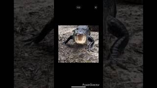 Terrifying alligator bellowing during hurricane milton hurricane milton florida trending [upl. by Adnohsel604]