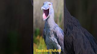 Shoebill Secrets The Bird That Looks Like a Dinosaur shoebill birds youtubeshortsshortvideo [upl. by Nonarb685]