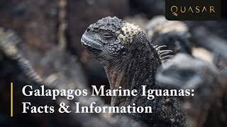 Galapagos Marine Iguanas Facts amp Information Must see [upl. by Zetana]