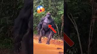 Humans vs Gorilla Not Even Closeshorts [upl. by Igal]