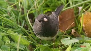 Squirrel Buster Finch for Darkeyed Juncos [upl. by Hcurab]