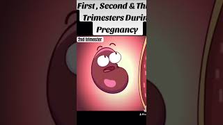 Pregnancy trimesters part 2  2nd trimester [upl. by Novaat]