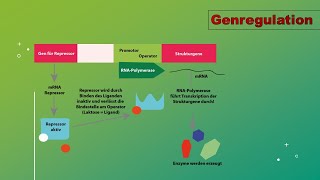 Genregulation und Epigenetik Vorlesung Zellbiologie Teil 11 with english subttiles [upl. by Manaker804]