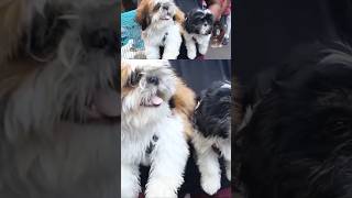 Shihtzu for sale in Chennaishitzu shitzulover shitzupuppies pets dogpetmarketpuppypetskci [upl. by Rettuc]